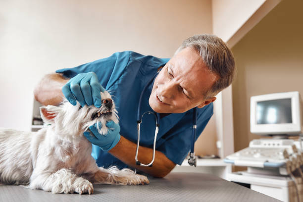 Best Chipped Tooth Repair Near Me  in Garden City, SC